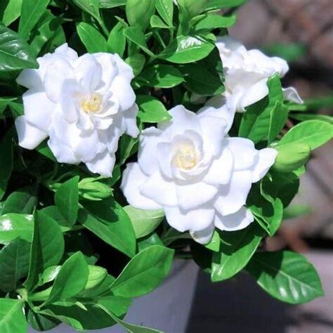 梔子花 花苞不開
